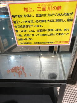 秋鮭の卵が入った水槽