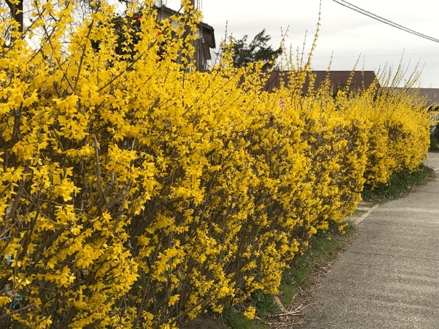 春に咲く花は黄色が多いですね 塩引 塩引き 鮭の通販は新潟県村上の永徳 鮭乃蔵